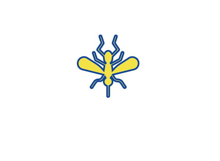 Transmission to human (injects sporozoites via bite)