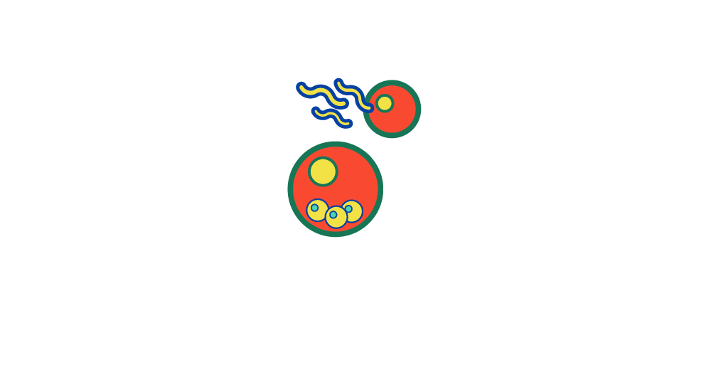 Sporozoites enter liver and infect hepatocytes Mitotic replication