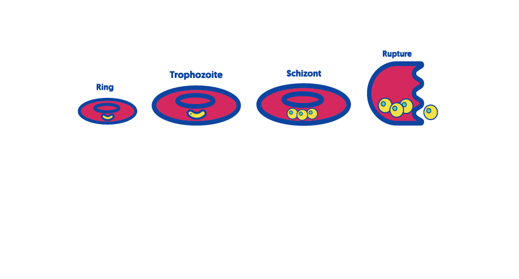 Intraerythrocytic cycle (asexual/ symptomatic cycle)